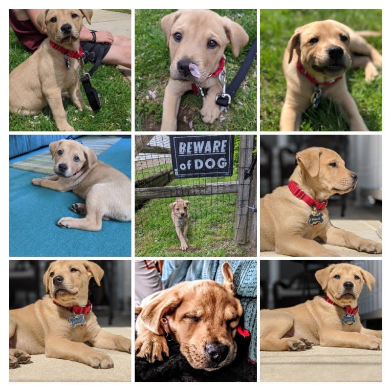 Willie Kirsch, a Labrador Retriever and American Pit Bull Terrier mix tested with EmbarkVet.com