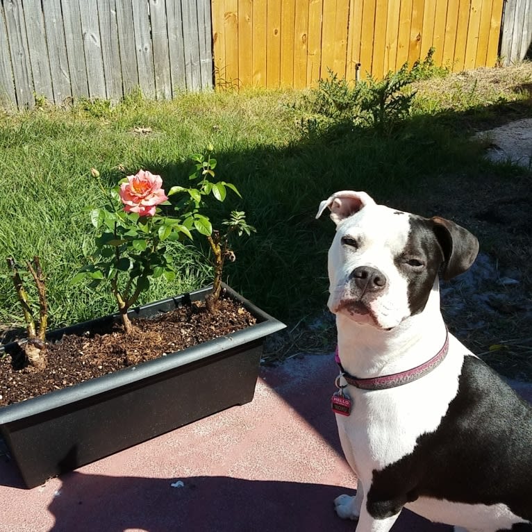 Roxy Cow, an American Staffordshire Terrier and American Pit Bull Terrier mix tested with EmbarkVet.com