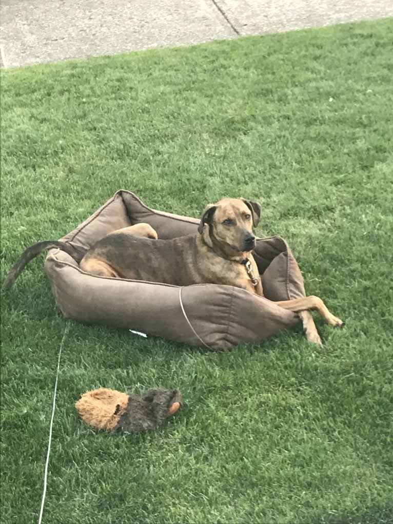 River Bank, a Doberman Pinscher and Boxer mix tested with EmbarkVet.com