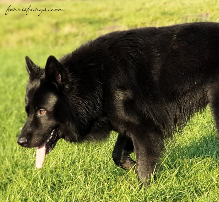 DARYUN, a German Shepherd Dog tested with EmbarkVet.com