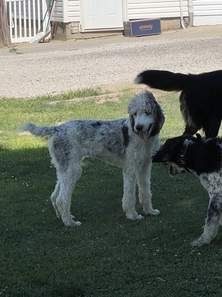 Lexie, a Poodle (Standard) tested with EmbarkVet.com