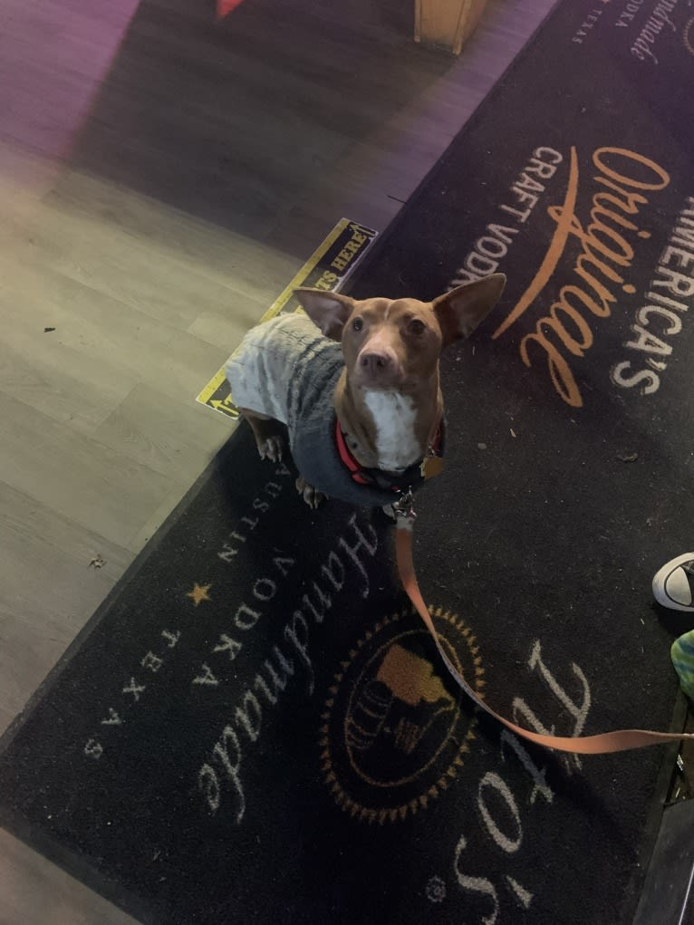 Bruce, an American Pit Bull Terrier and Chihuahua mix tested with EmbarkVet.com