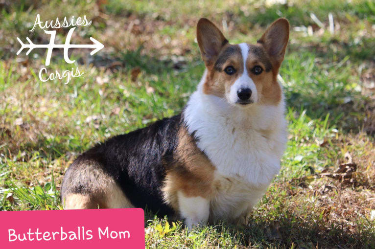 Butterball, a Pembroke Welsh Corgi tested with EmbarkVet.com