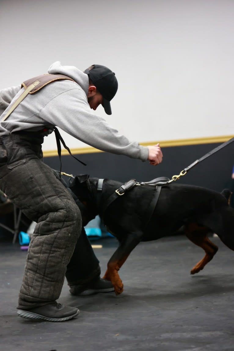Kratos Raiju, a Rottweiler tested with EmbarkVet.com