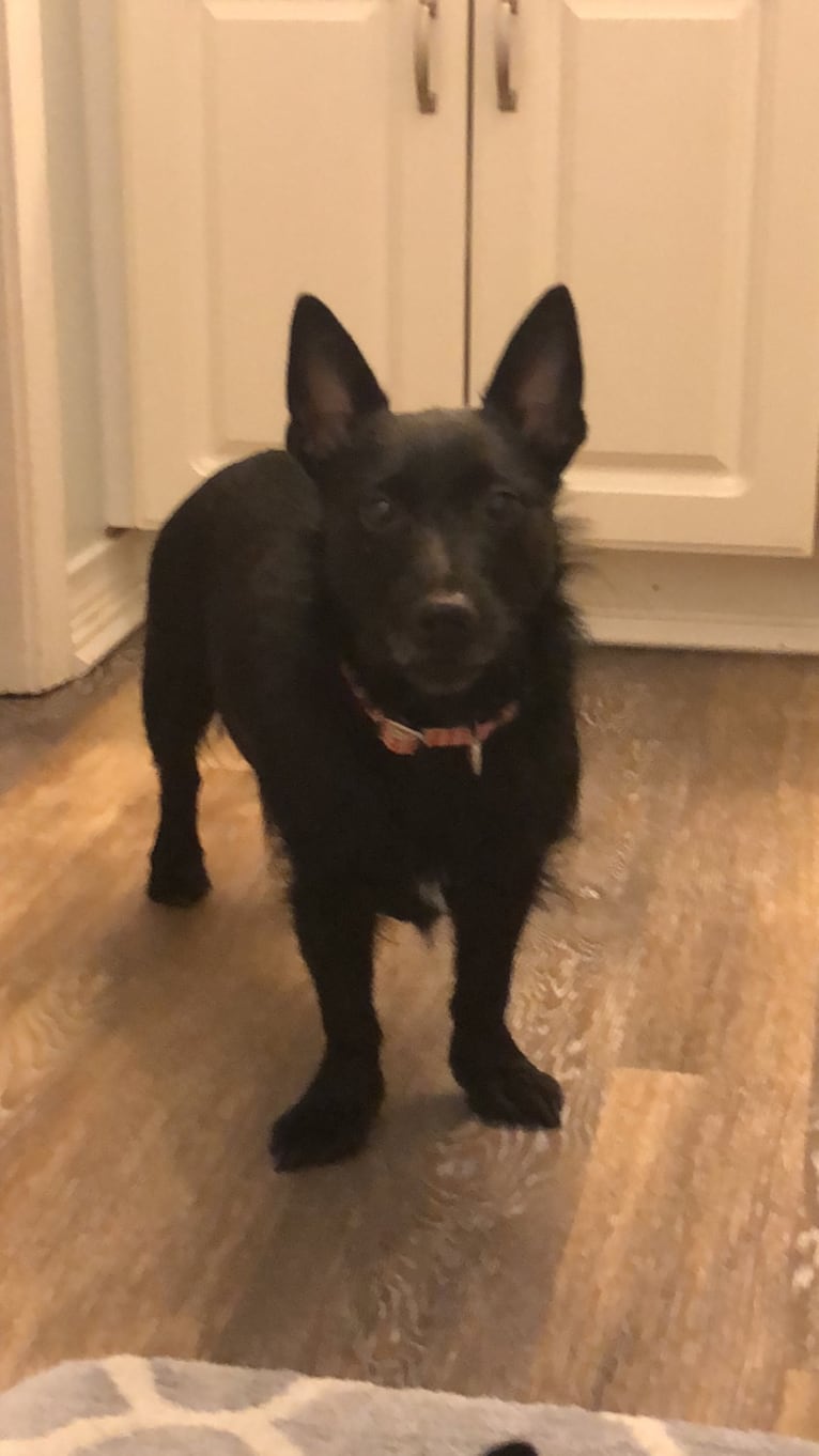 Winnie, a Scottish Terrier and Rat Terrier mix tested with EmbarkVet.com