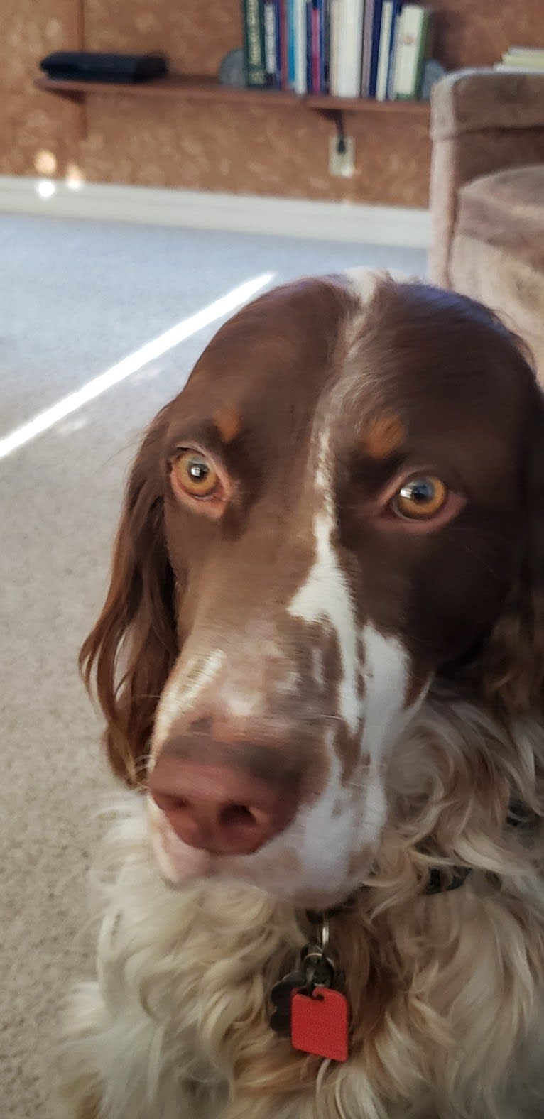 Lincoln, a Llewellin Setter tested with EmbarkVet.com