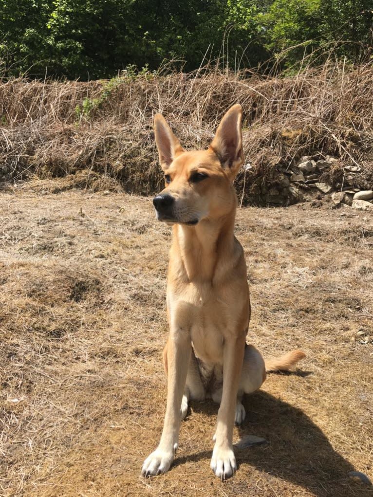 Jovie, a German Shepherd Dog and Bullmastiff mix tested with EmbarkVet.com