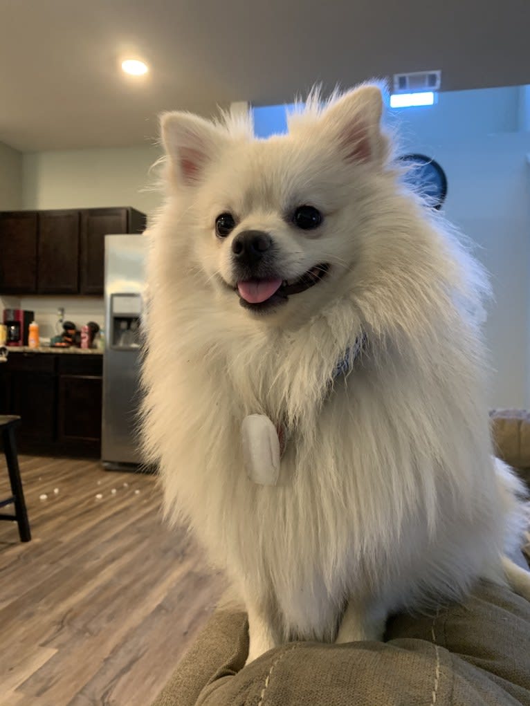 Koda, a Pomeranian tested with EmbarkVet.com