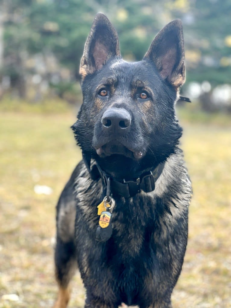 Booth vom Wahrsten, a German Shepherd Dog tested with EmbarkVet.com