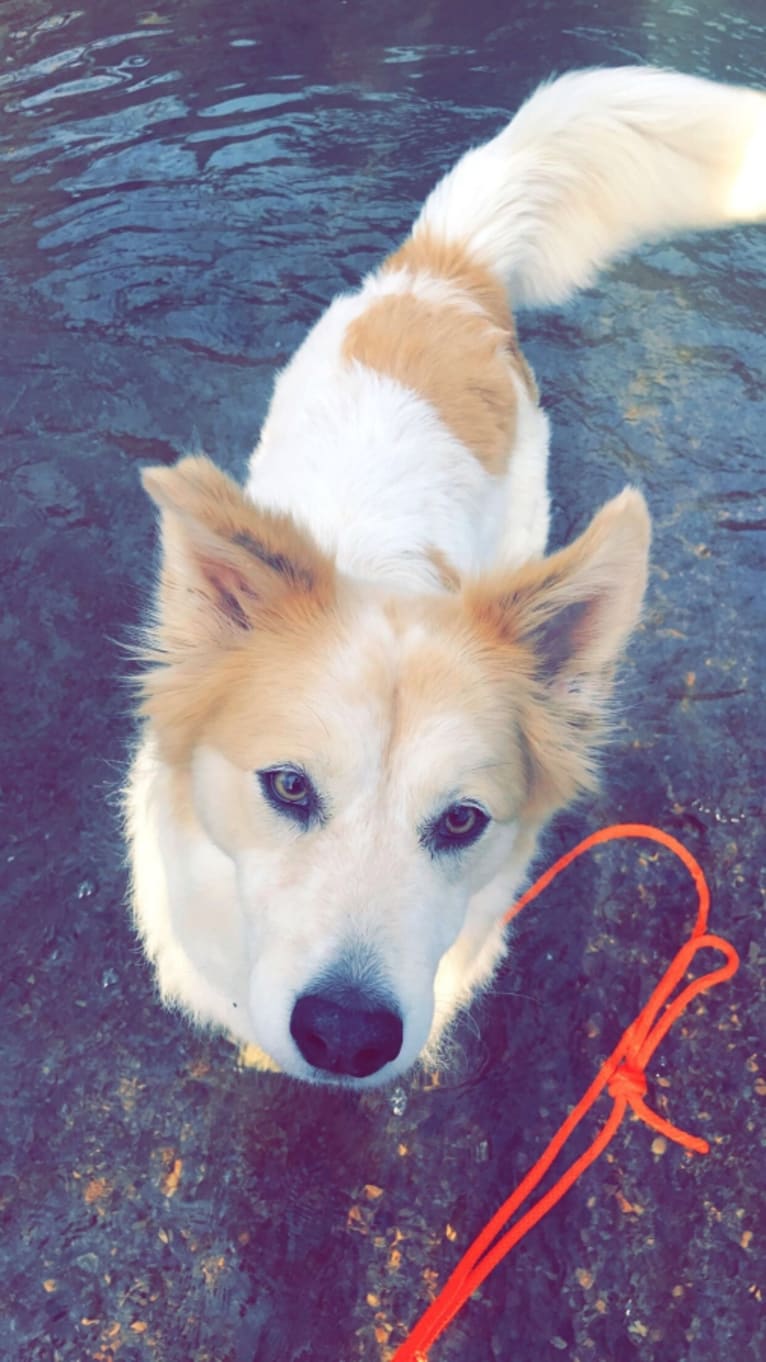 Wiley Coyote, a German Shepherd Dog and Labrador Retriever mix tested with EmbarkVet.com