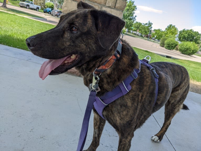 Zion, an American Pit Bull Terrier and Chow Chow mix tested with EmbarkVet.com