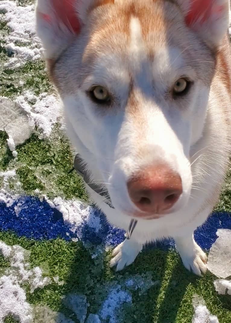 Kody Chasky, a Siberian Husky and American Pit Bull Terrier mix tested with EmbarkVet.com