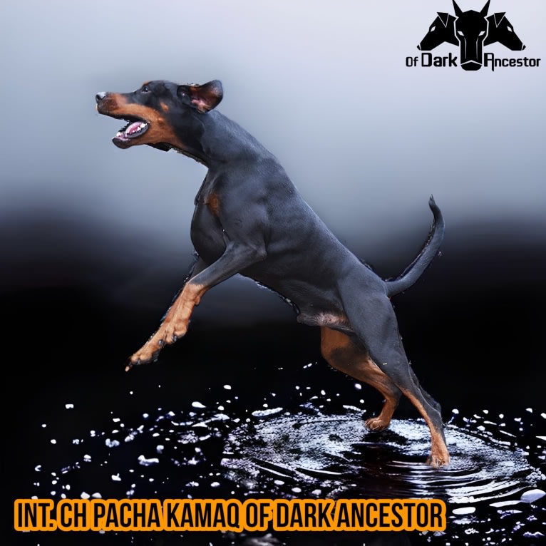 Pacha Kamaq of Dark Ancestor, a Doberman Pinscher tested with EmbarkVet.com