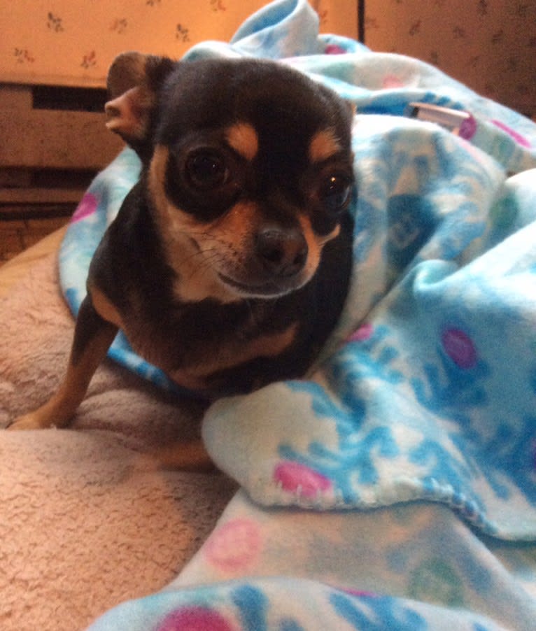 Coco, a Chihuahua tested with EmbarkVet.com