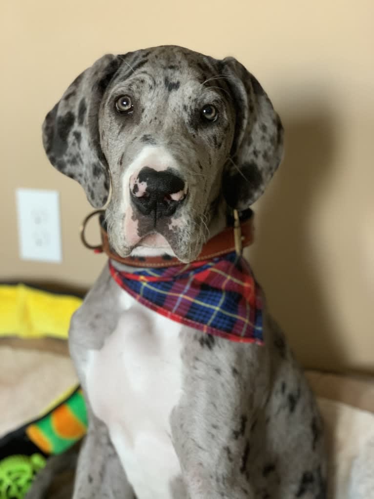 Koa, a Great Dane tested with EmbarkVet.com