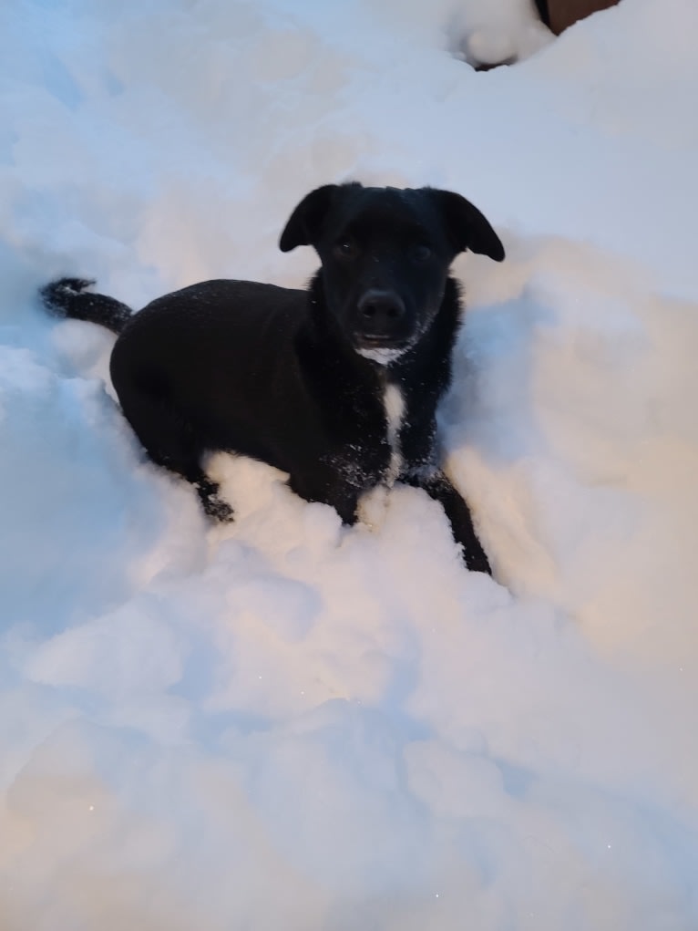 Captain Awesome, an Alaskan-type Husky and Cocker Spaniel mix tested with EmbarkVet.com