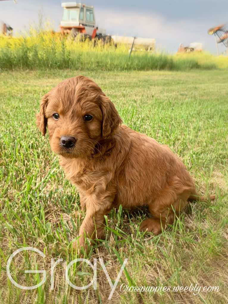 Gray Collar, a Goldendoodle tested with EmbarkVet.com