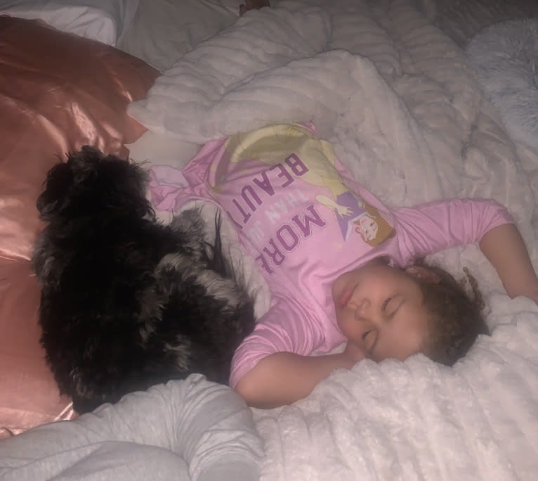 Bella, a Lhasa Apso and Poodle (Small) mix tested with EmbarkVet.com