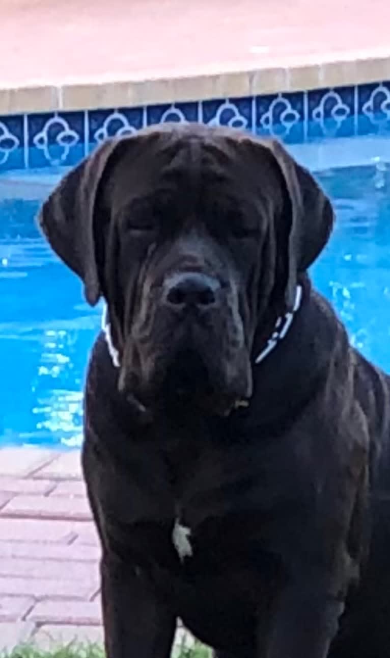 Cade, a Cane Corso tested with EmbarkVet.com