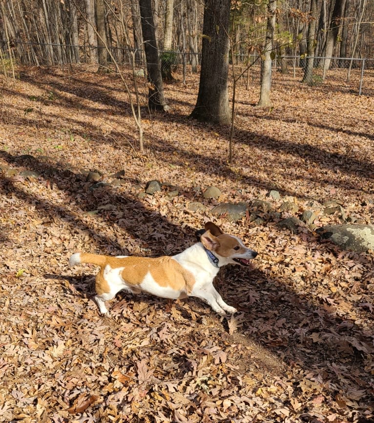 Barney, a Basset Hound and Treeing Walker Coonhound mix tested with EmbarkVet.com