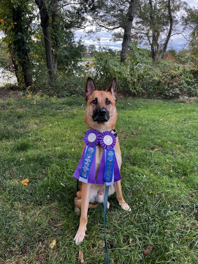 Everhett, a German Shepherd Dog and Australian Cattle Dog mix tested with EmbarkVet.com