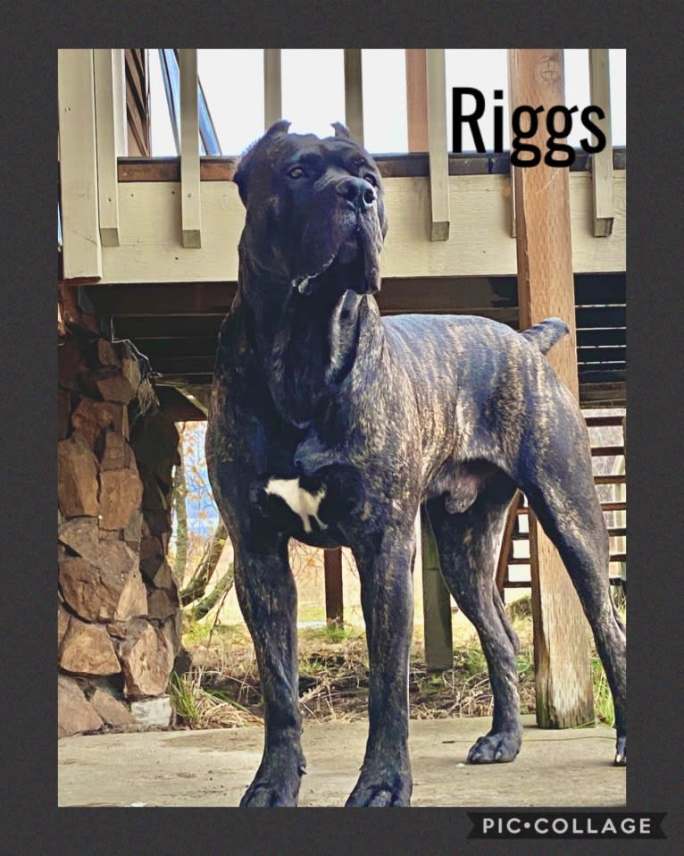 Riggs, a Boerboel and Neapolitan Mastiff mix tested with EmbarkVet.com