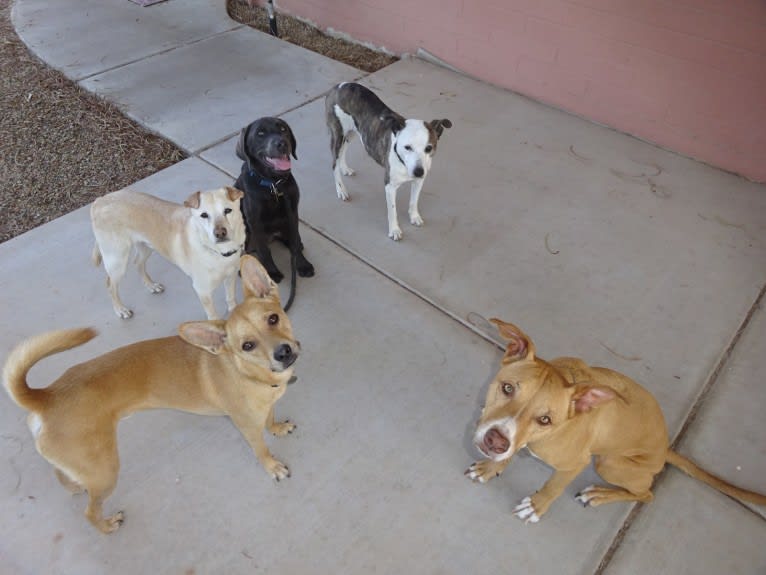 Doc, a Chihuahua and American Pit Bull Terrier mix tested with EmbarkVet.com