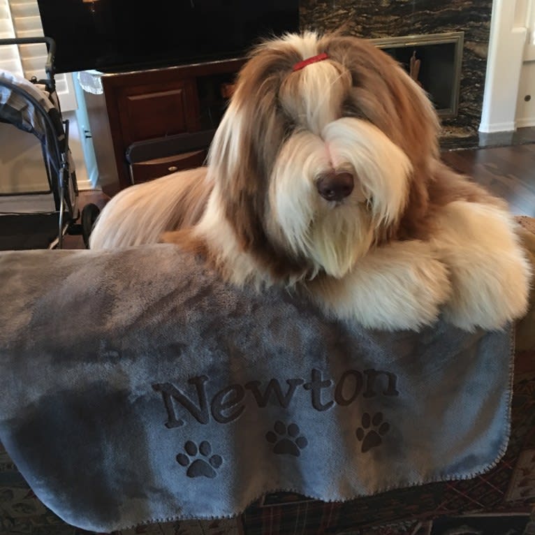 Newton, a Bearded Collie tested with EmbarkVet.com