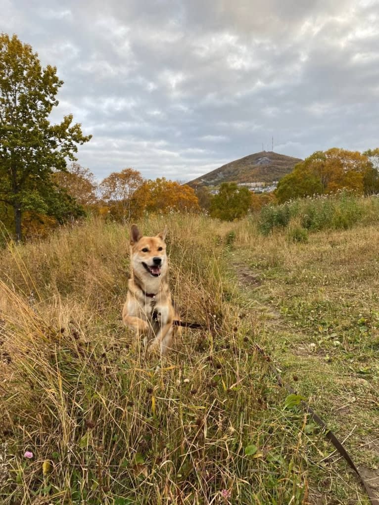 X-ray, a Central Asian Village Dog tested with EmbarkVet.com