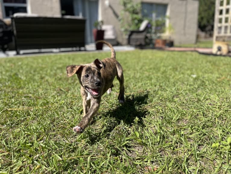 Kiwi, an American Pit Bull Terrier and Chihuahua mix tested with EmbarkVet.com