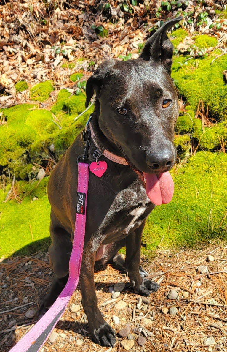 Harper, an American Pit Bull Terrier and Australian Shepherd mix tested with EmbarkVet.com