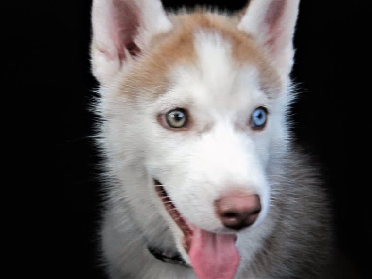 Leo, a Siberian Husky tested with EmbarkVet.com