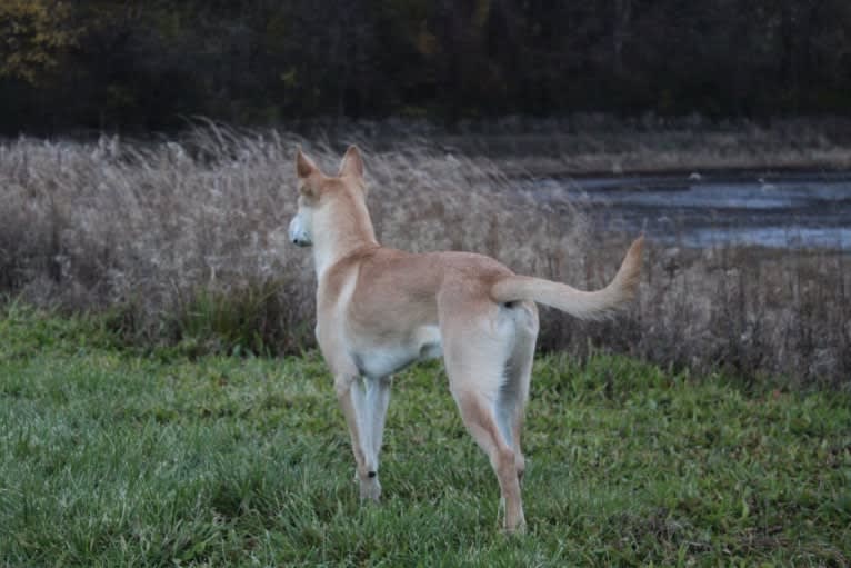 Loomy, a Carolina Dog tested with EmbarkVet.com