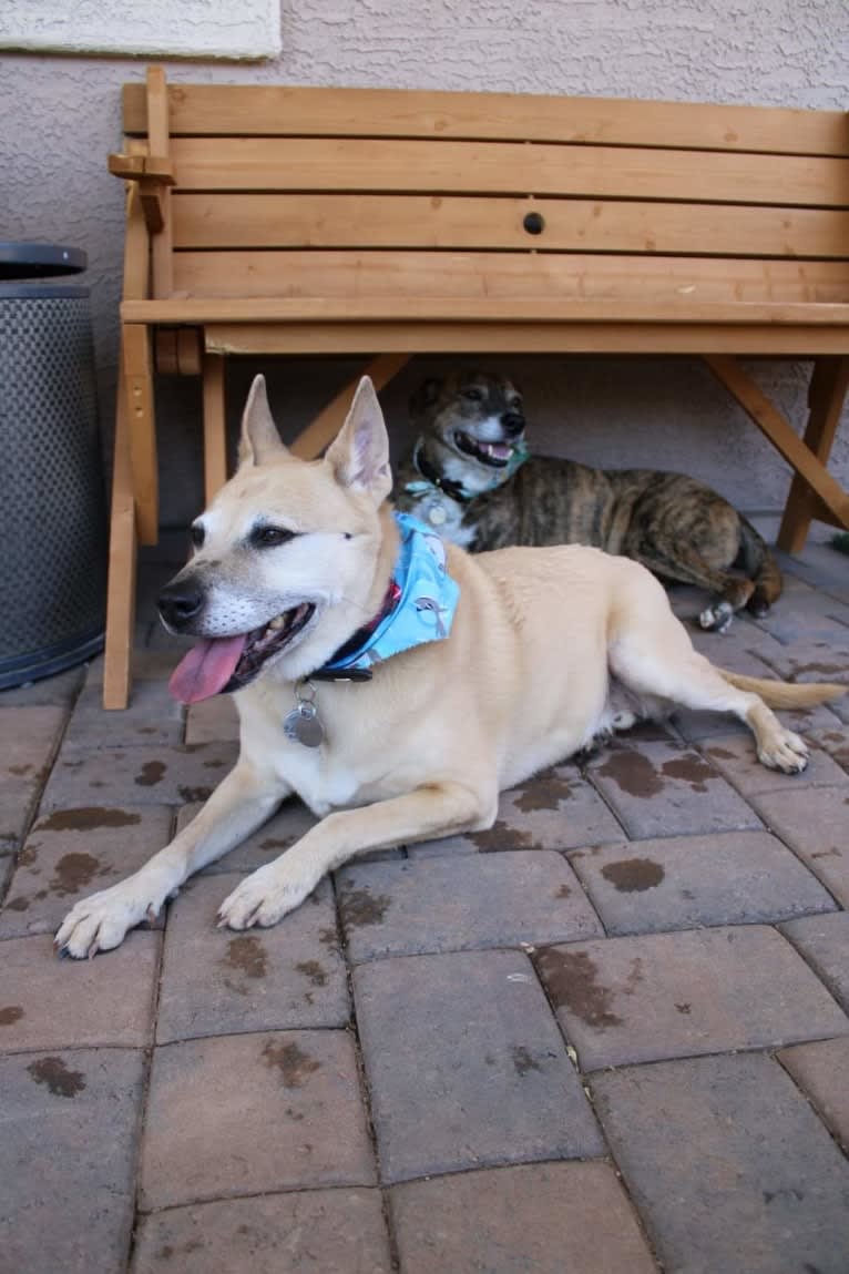 Bowzer, a Chow Chow and American Pit Bull Terrier mix tested with EmbarkVet.com