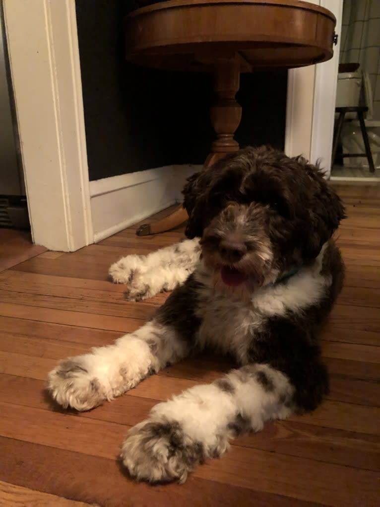 June, a Portuguese Water Dog tested with EmbarkVet.com