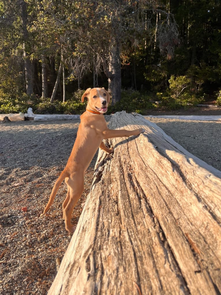 Her name is Sage, an American Bulldog and Labrador Retriever mix tested with EmbarkVet.com