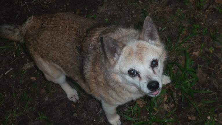 Lassie, a Pomeranian and Rat Terrier mix tested with EmbarkVet.com