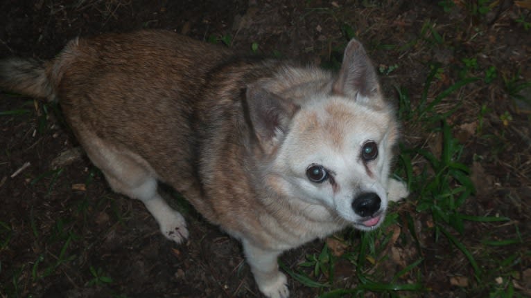 Lassie, a Pomeranian and Rat Terrier mix tested with EmbarkVet.com