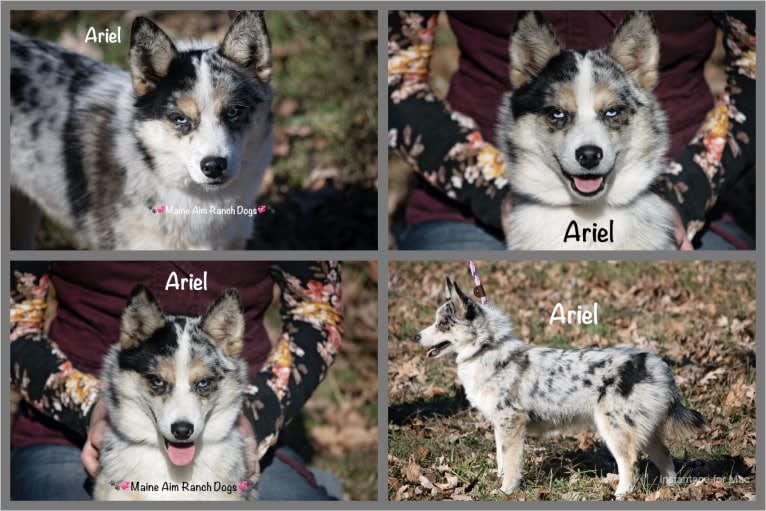 Ariel, a Pomsky tested with EmbarkVet.com