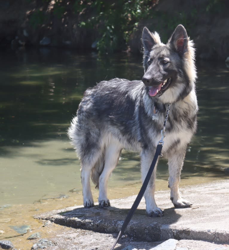 XENA, a White Shepherd tested with EmbarkVet.com