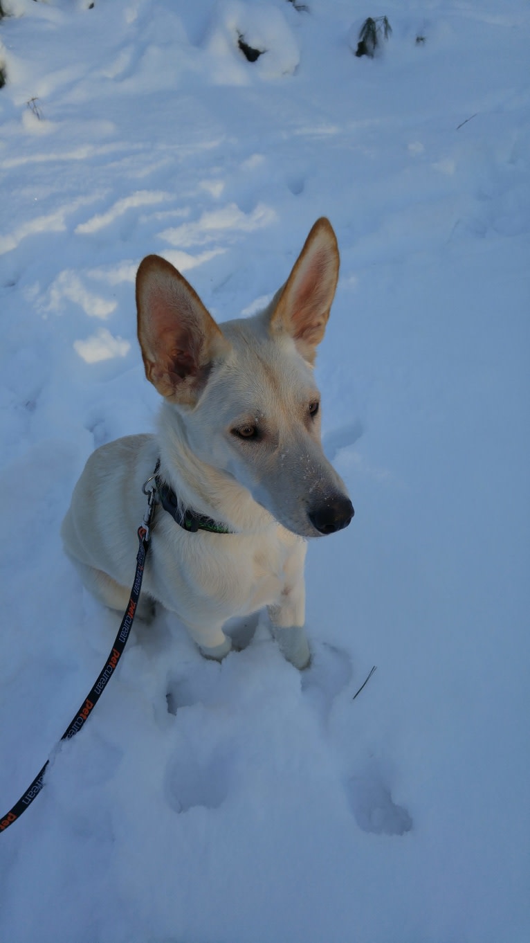 Loki, a Siberian Husky and Australian Cattle Dog mix tested with EmbarkVet.com