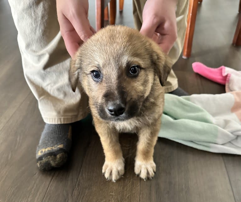 Maverick, a Great Pyrenees and German Shepherd Dog mix tested with EmbarkVet.com