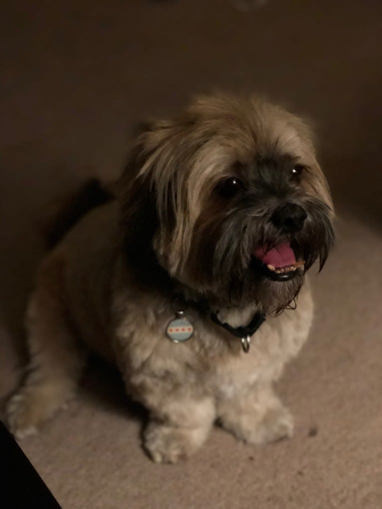 Trent, a Lhasa Apso and Shih Tzu mix tested with EmbarkVet.com