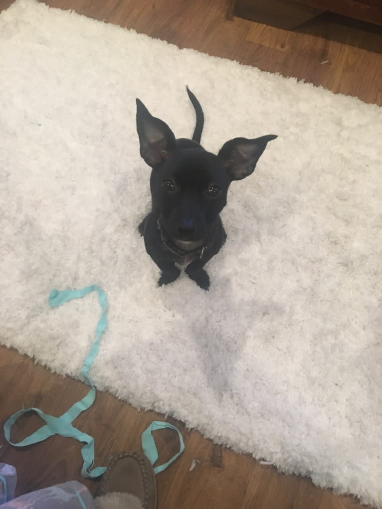 Fay, a Rat Terrier and Chihuahua mix tested with EmbarkVet.com