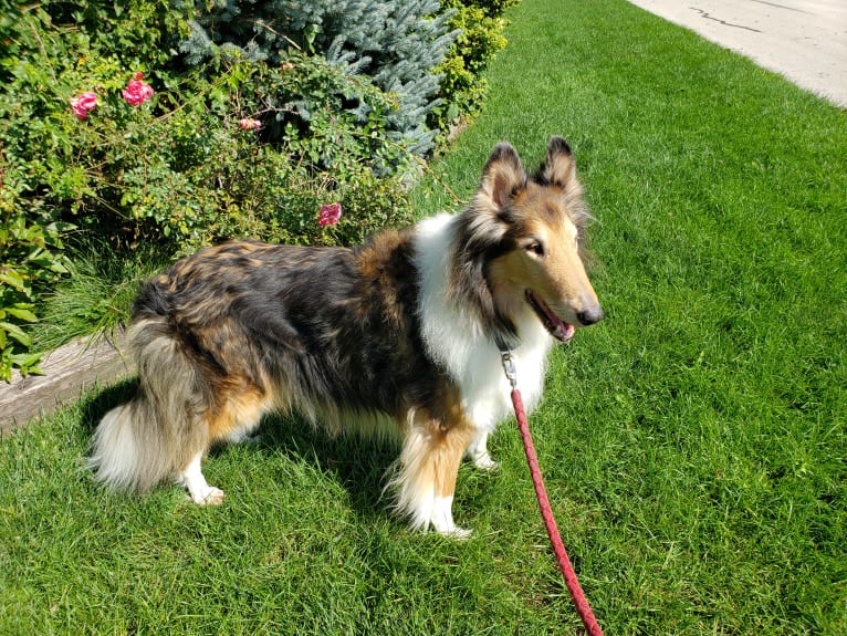 Harry, a Collie tested with EmbarkVet.com