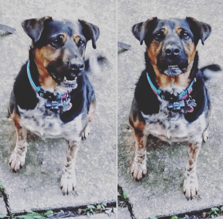 T, a Rottweiler and Samoyed mix tested with EmbarkVet.com