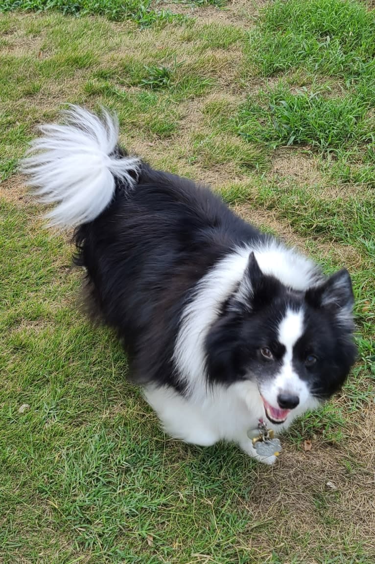 Rocko, an American Eskimo Dog and Shetland Sheepdog mix tested with EmbarkVet.com