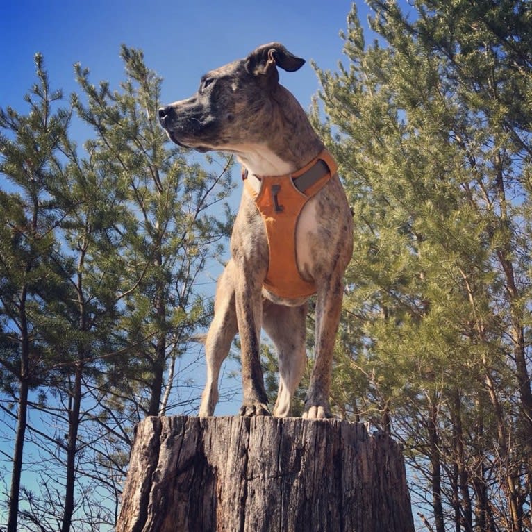 Quinn, an American Pit Bull Terrier and Australian Cattle Dog mix tested with EmbarkVet.com