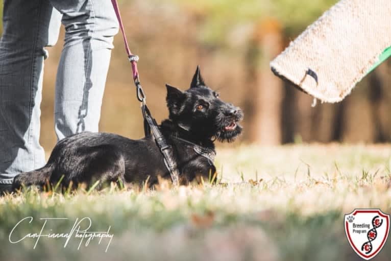 Vaatu, a Black Russian Terrier and Belgian Malinois mix tested with EmbarkVet.com