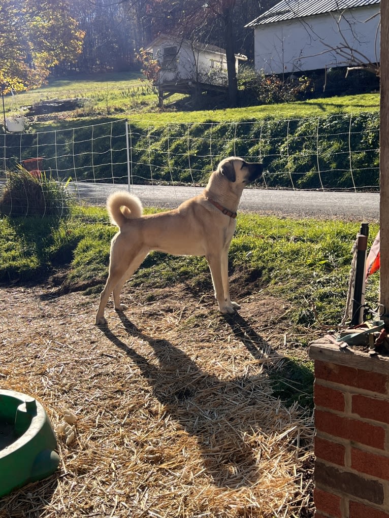 Wolf House Maysa, an Anatolian Shepherd Dog tested with EmbarkVet.com